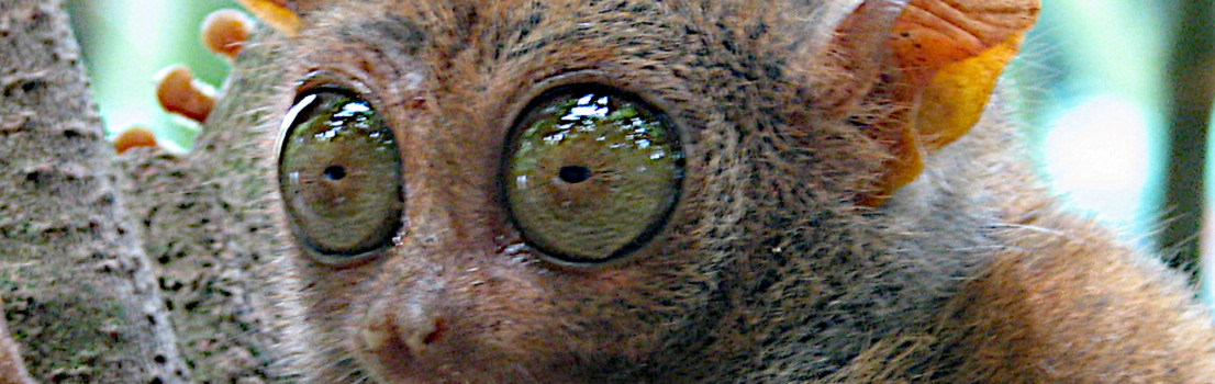 tarsier